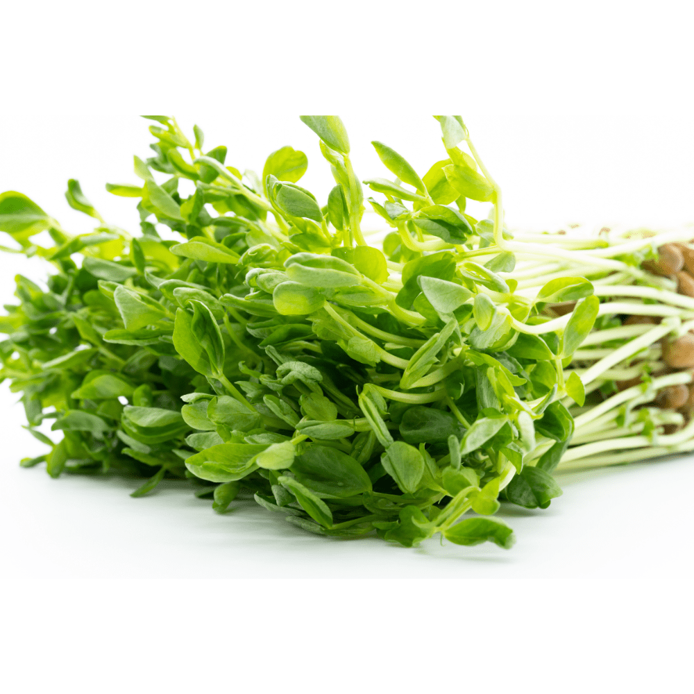 Pea Shoots Homegrown Health Farms