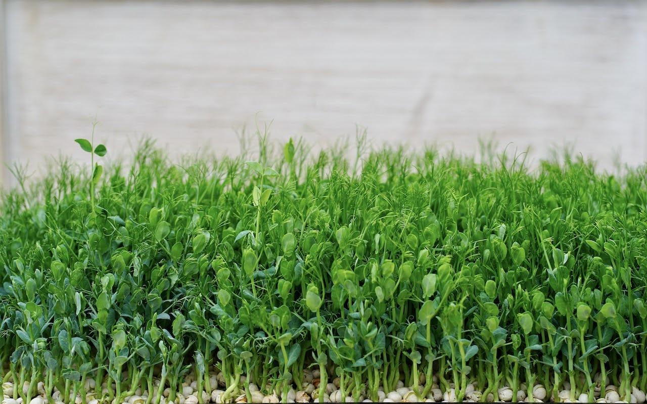 Microgreens Varieties Homegrown Health Farms