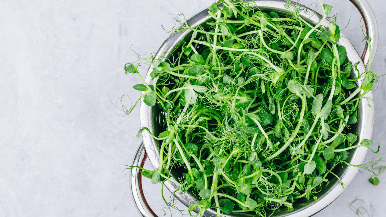 Pea shoots are delicious and nutritious in a green smoothie
