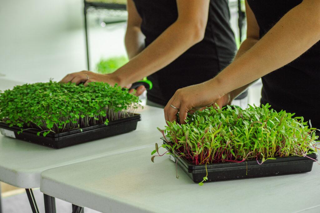 Homegrown Health Farms hand harvested microgreens