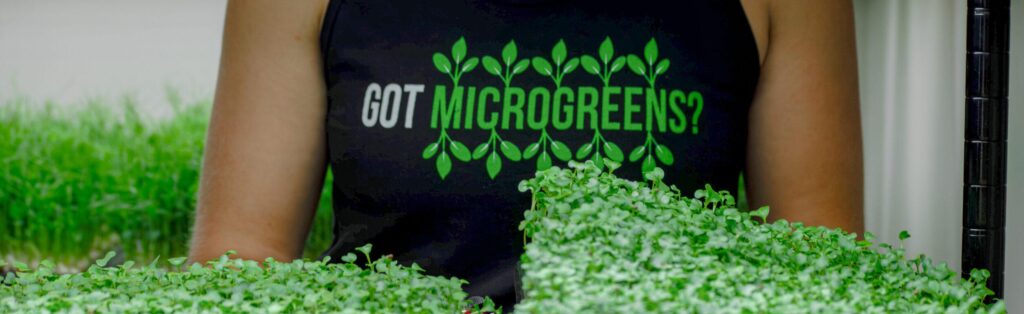 microgreens growing in Oswego Illinois on Homegrown Health Farms