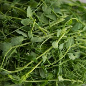 Pea shoots microgreens from Homegrown Health Farms, Oswego, IL