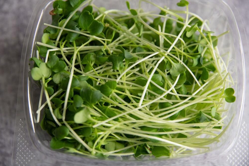 Micro Daikon Radish microgreens from Homegrown Health Farms. Oswego, IL.