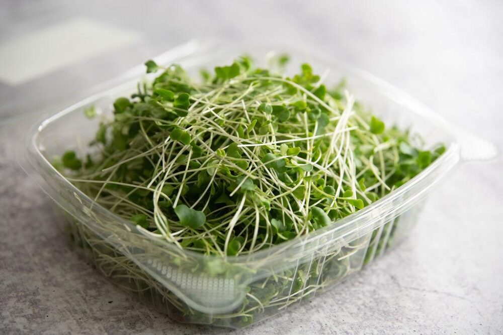 Micro broccoli. Organic microgreens. Oswego, IL