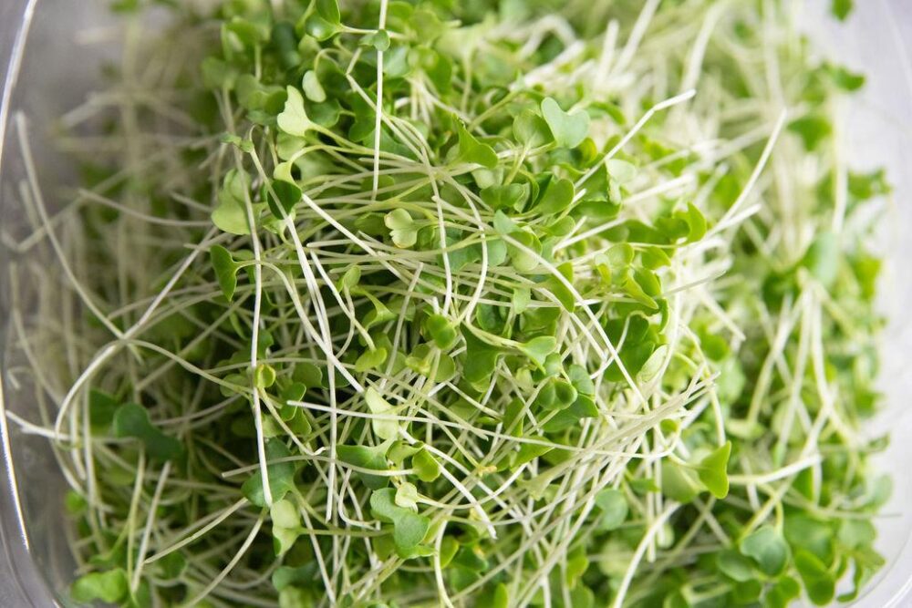 Micro broccoli. Organic microgreens. Oswego, IL