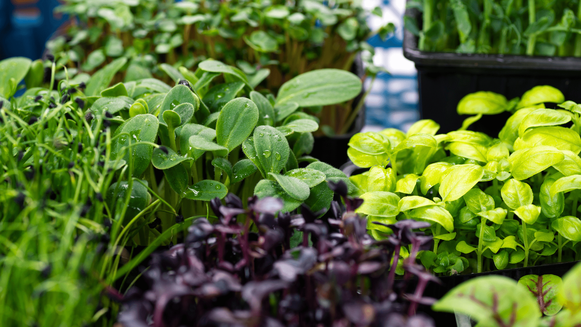 microgreens mix