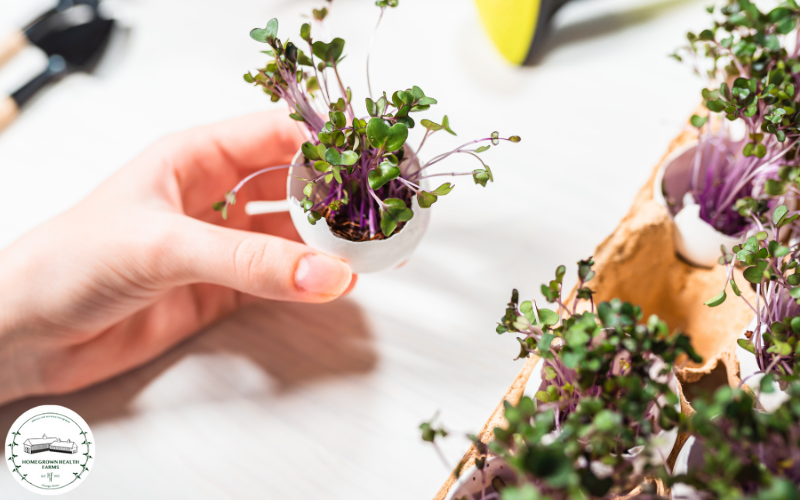 Sarah holding a bunch of fresh purple kohlrabi microgreens from an organic farm in Oswego, IL