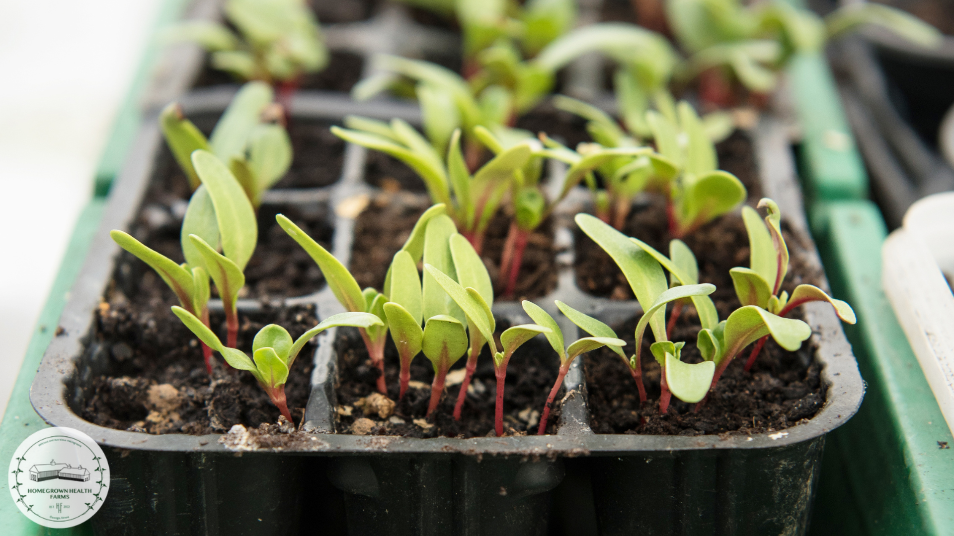 Rainbow Swiss Chard growing at Homegrown Health Farms in Oswego, IL.