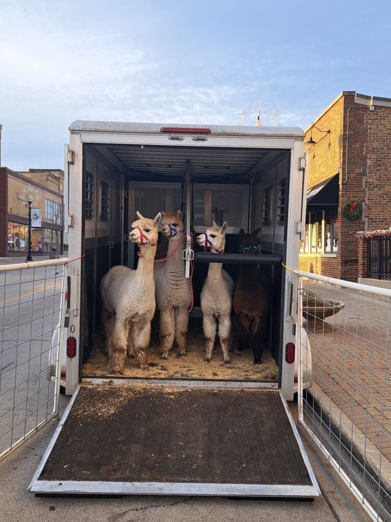 our alpacas at Frosty Fest