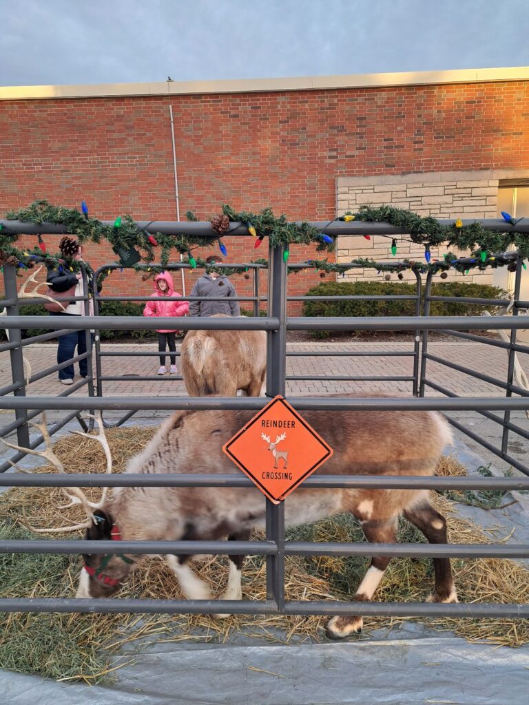 reindeer at Frosty Fest