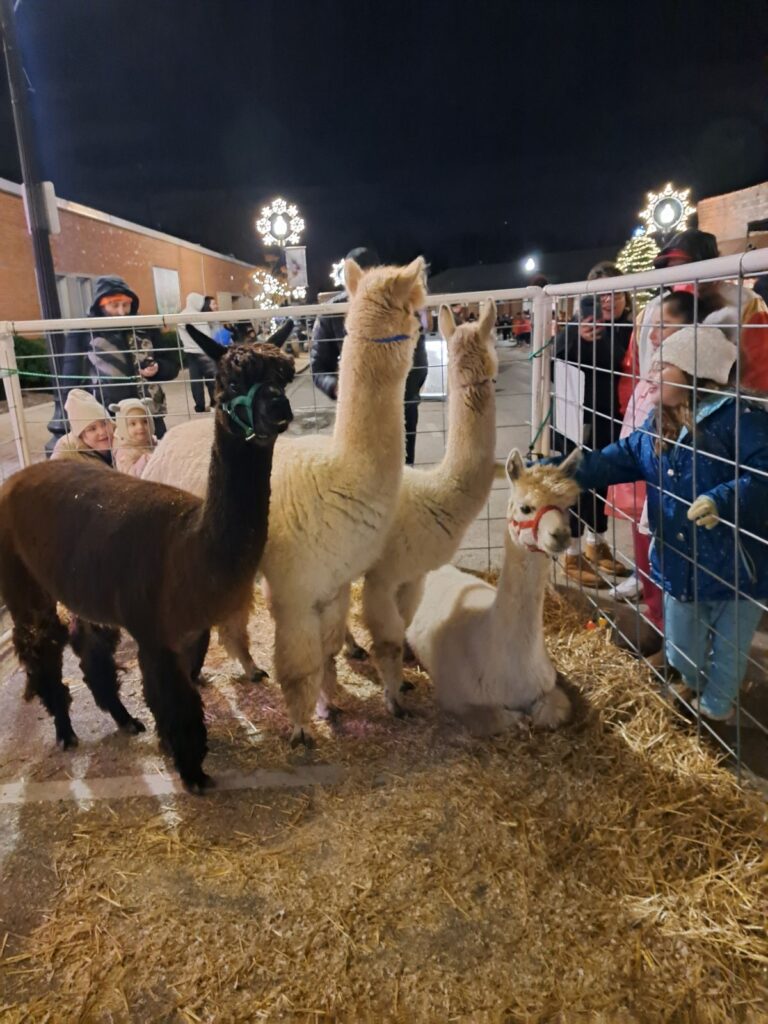 our alpacas at Frosty Fest1