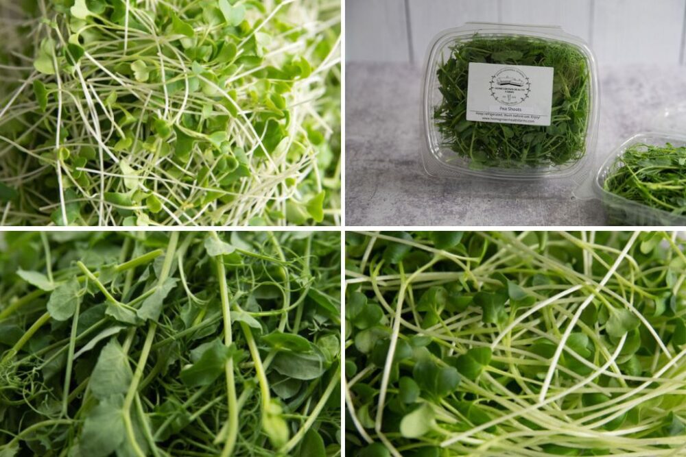 Microgreens Sampler Pack from Homegrown Health Farms, Oswego, IL