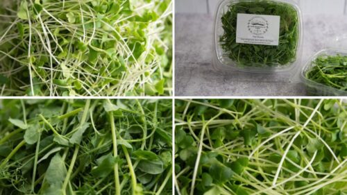 Microgreens Sampler Pack from Homegrown Health Farms, Oswego, IL