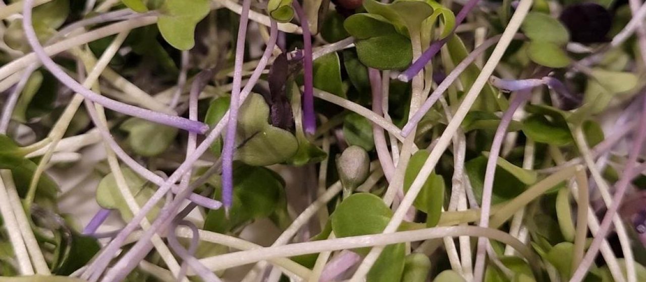 Hot and healthy mix. Organic microgreens from Homegrown Health Farms.