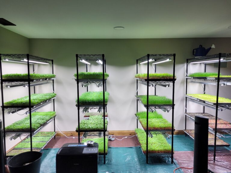 Homegrown Health Farms Microgreens Farm in Oswego Illinois