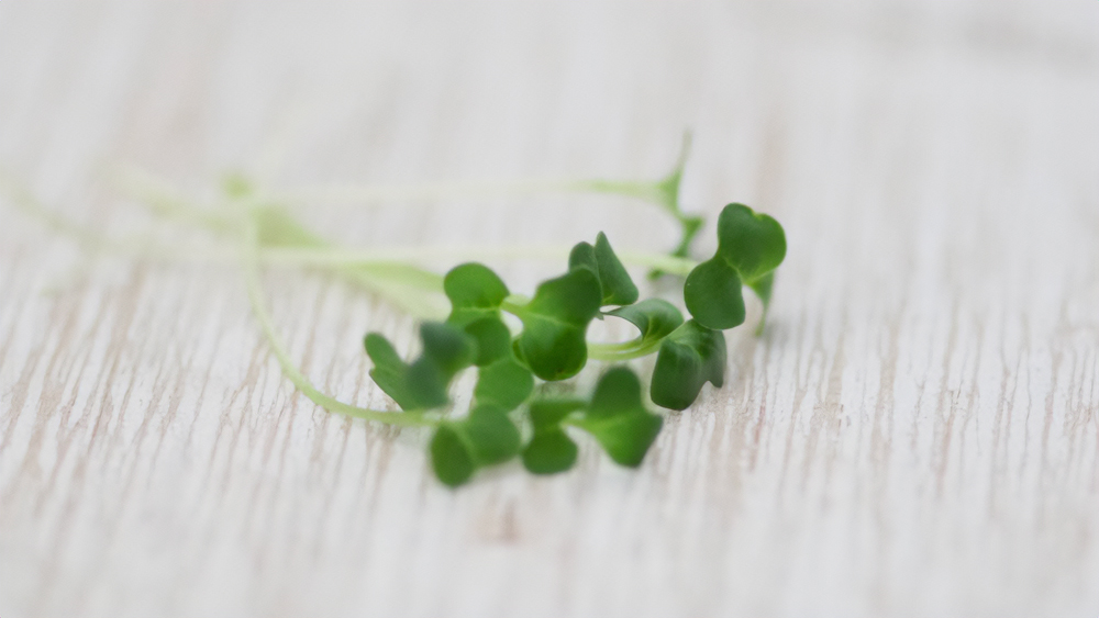 Micro Radish